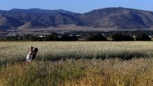 Jon Hammond and Kim Durham walk in a field of Sonora wheat at Weiser Family Farms in Tehachapi. Hammond is co-founder of the Teh